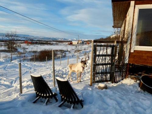 Suovka reindeer & bird lodge in Varangerbotn