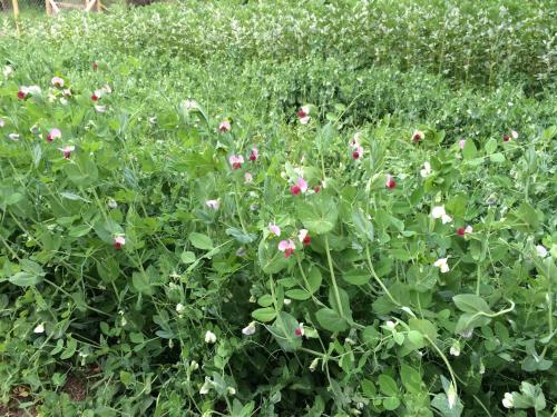 Ecoreserva Quelhue Lodge y Cabañas