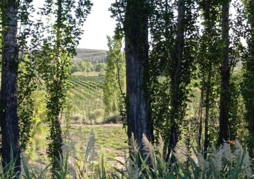 Finca La Nelly, Casa de campo 7 hectáreas de viñedo, vista a las montañas a metros del Rio Atuel (Finca La Nelly, Casa de campo 7 hectareas de vinedo, vista a las montanas a metros del Rio Atuel) in Salto de las Rosas