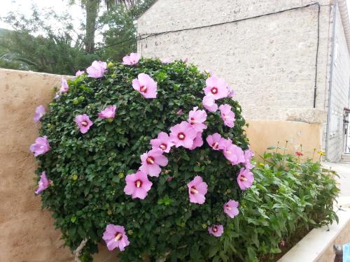 Apartment Mare s mora Apartment Mare s mora