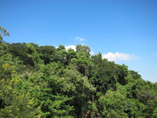 Surrounding environment, Estudio da Floresta in Tijuca