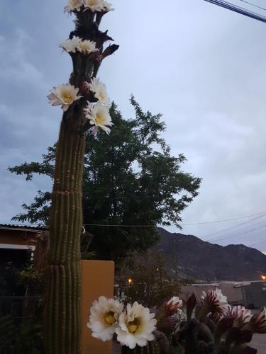 Cardones de Molinos in 몰리노스