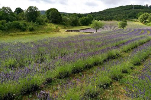 Iekārtas, Holiday Home Rozina - Happy Rentals in Pliskovica