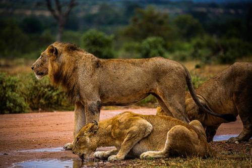 Jacana River Lodge Mjejane Game Reserve - Kruger National Park