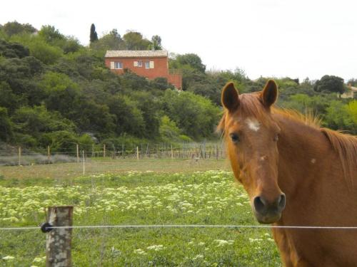 la serpolette in Bidon
