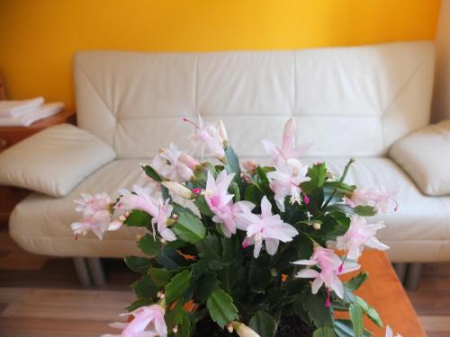 Leopoldauer Apartment