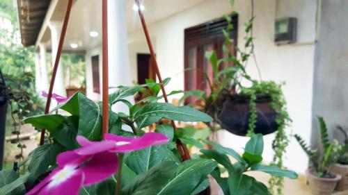 Kassapa Home Stay - image 3