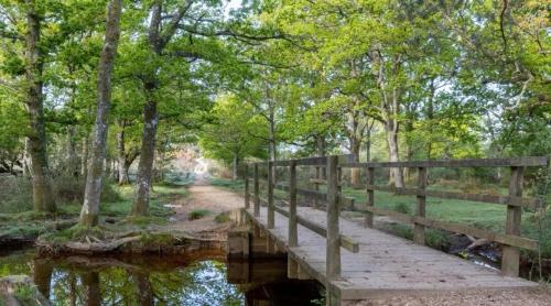 New Forest Home in Hordle