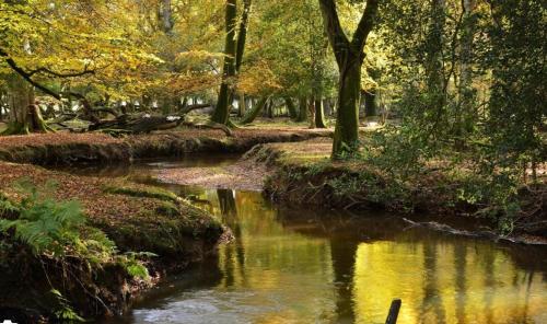 New Forest Home in Hordle