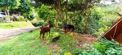 Alma Silvestre in Gesen