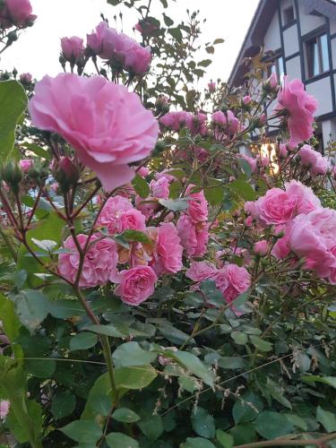 Gandelinka Park Kedrzyno - Chlopy