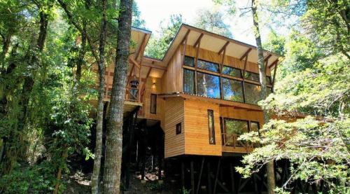 Inmersión total en el bosque de la Reserva Biológica de Huilo Huilo