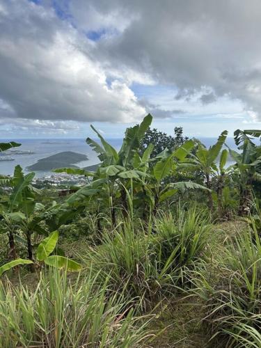 Zoë Oasis - #1 Couple's Choice & Wholesome Getaway (Zoe Oasis - #1 Couple's Choice & Wholesome Getaway) in Charlotte Amalie West