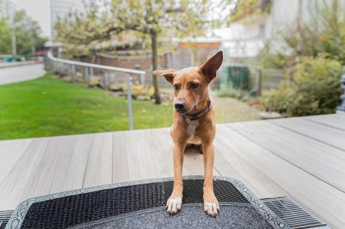 Kleine Bella in Scheyern
