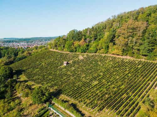 Appartement moderne au pied des vignes in Thann