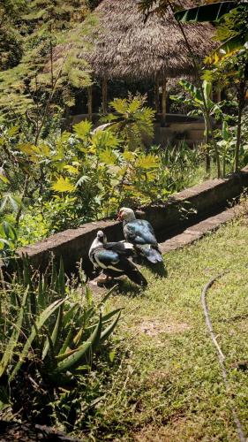 花園, Glamping in Malinalco in 馬利納爾高