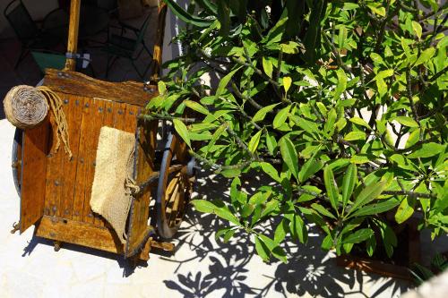 B&B Sabir - image 14