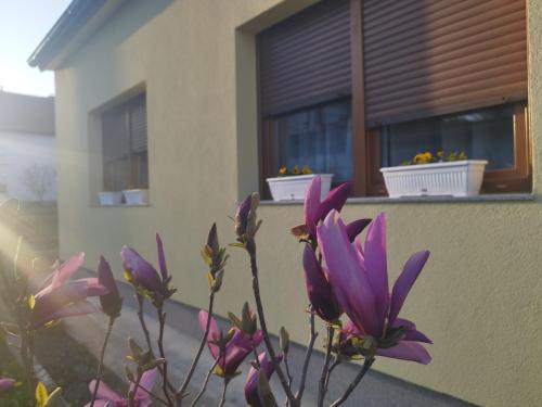Kuća za odmor Dankica (Kuca za odmor Dankica) in Veļiko Trgovišče