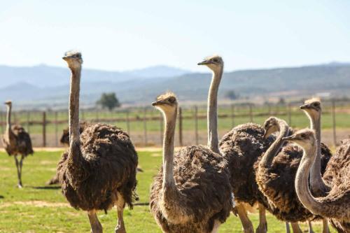 The Ostrich Barons Palace in Dysselsdorp