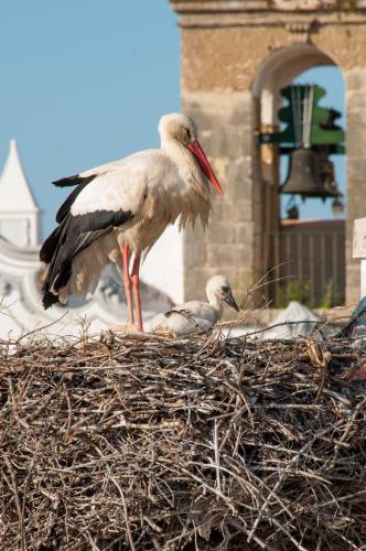 Stork Hostel, Olhão