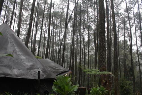 Lembah Pinus Cikole - 주변 환경