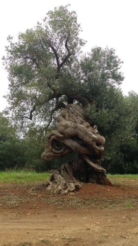 L'ulivo ritorto