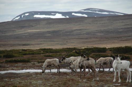 Apkārtne, Sörmons Stugby (Sormons Stugby) in Ljungdalen