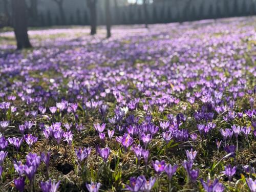 Котедж Трембіта - Сріблясті Водоспади in 舍斯賀里