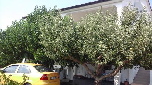  Apartment Lopar 3 in Lopar