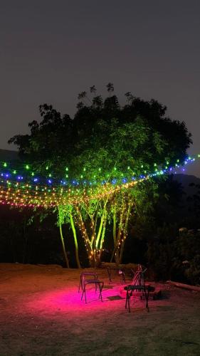 Bougainvilla vattavada in Vattavada