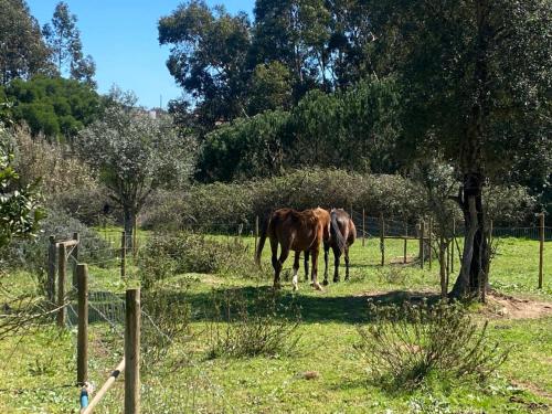 Suite no campo in Cercal