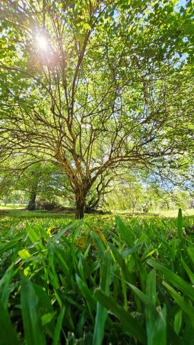 Apkārtne, Residencia La Serena Amor por la naturaleza in Yerbal Nuevo