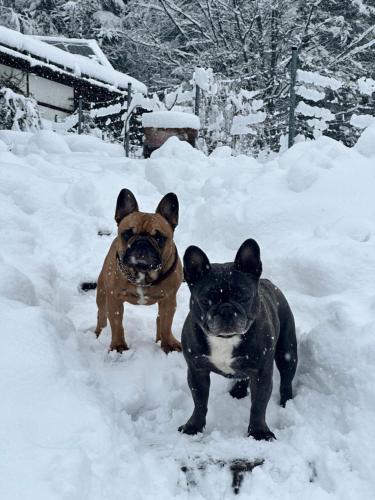 Apartament Buldog in Skawica