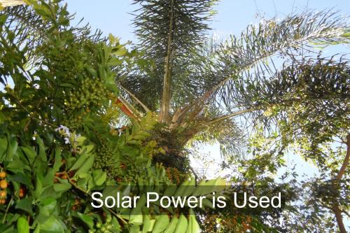 Rosy Palm Sunrise - Upington