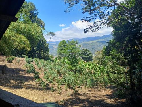 Surrounding environment, Bosque de Oro in Apia