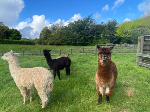 Alpaca Haven Farm in Tikitere