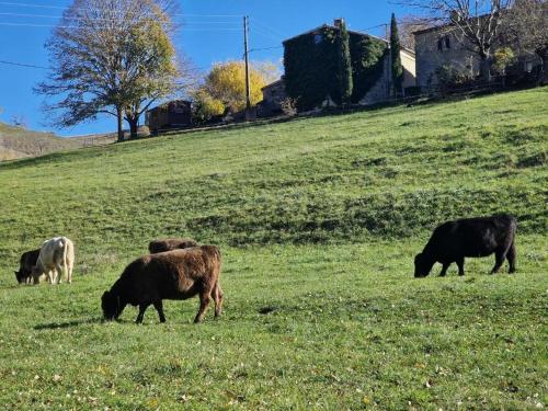 Skats, A pas d'âne (A pas d'ane) in Plan-de-Baix