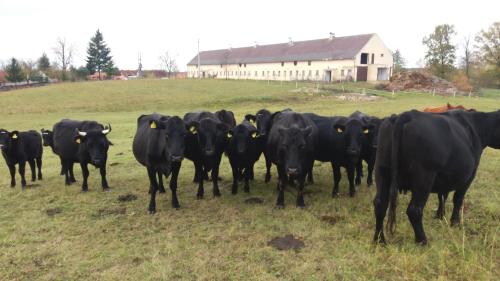 Penzion Pistina in Pístina