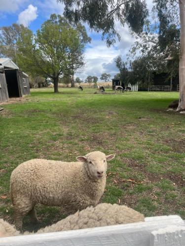 Campaspe Valley View 20 acres Farm Stay in Metcalfe