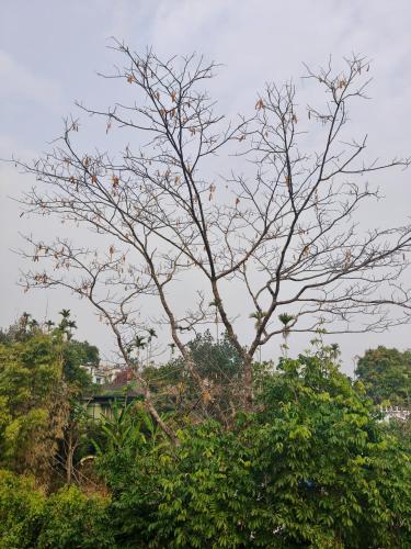 Travellers Homestay Mawlynnong I Peaceful Nature Stay in Pynursla