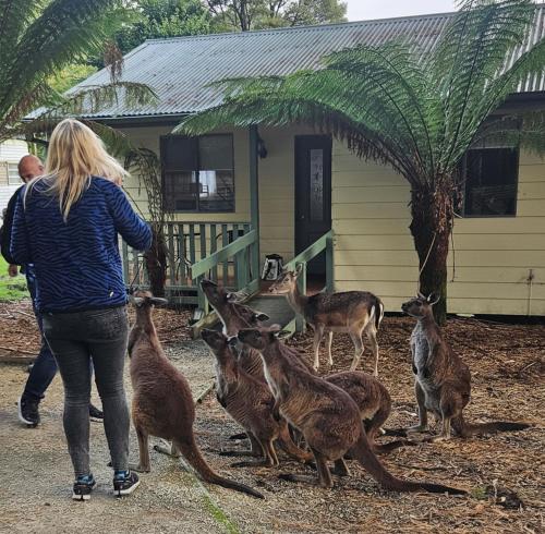 Fauna Australia Wildlife Experience in Great Ocean Road ceļš - Laverhila