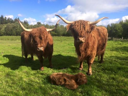 Зовнішній вигляд готелю, Hare Hill - Dog Friendly in Penicuik