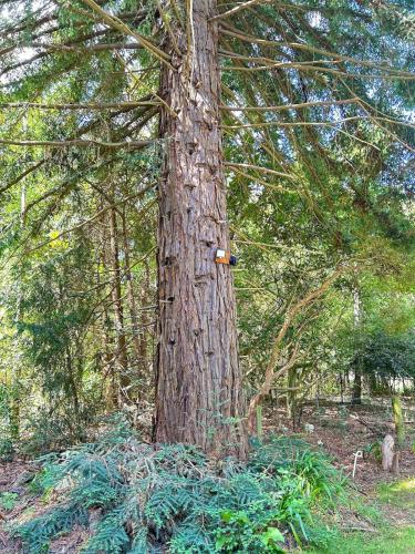 Secluded Redwood Cabin in Takapau