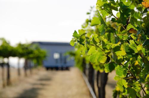 Ieeja, Hounds Run Vineyard - Tiny House in the Grampians in Great Western