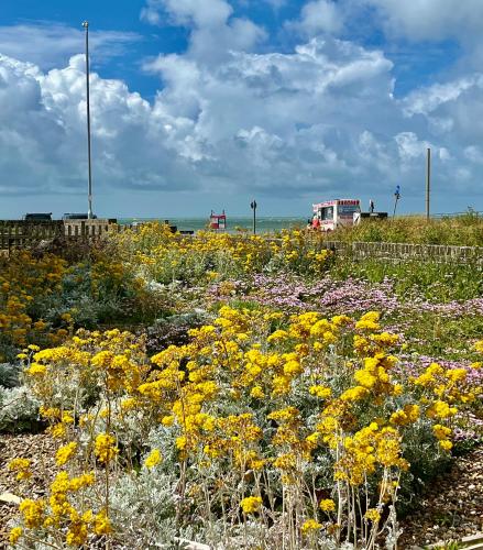 'Salt' in Seaforde