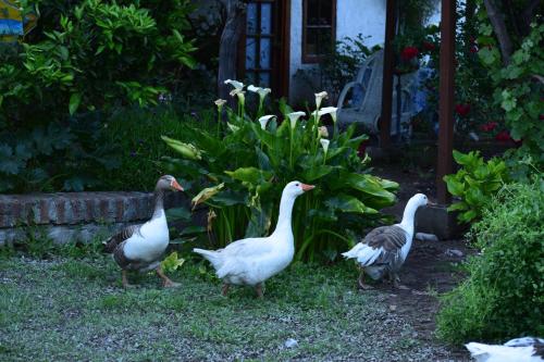 Alojamiento Rural Casa Quinta Peumayen - Accommodation - Isla de Maipo