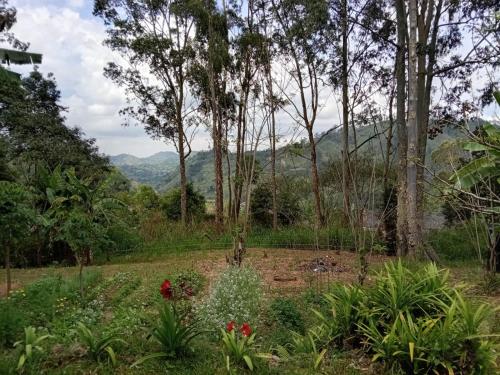 Kert, Mirahawatta Estate Mirahwatta Sri Lanka in Welimada