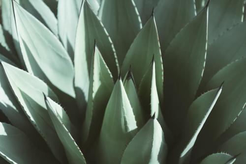 Studio Agave central à Cagnes-sur-Mer (Studio Agave central a Cagnes-sur-Mer) in 卡涅