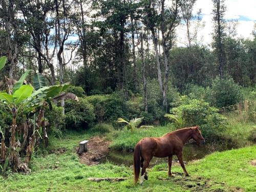 Private jungle retreat with AC and WiFi near Volcano in Hawaiian Acres (HI)