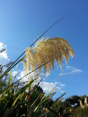 مبيت وإفطار لوش آند كو أوكلاند